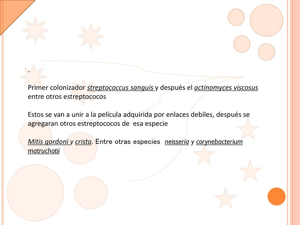 . Primer colonizador streptococcus sanguis y después el actinomyces viscosus entre otros estreptococos.