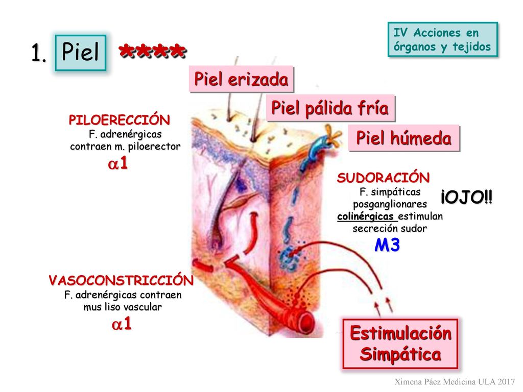**** 1. Piel Piel erizada Piel pálida fría Piel húmeda ¡OJO!! a1