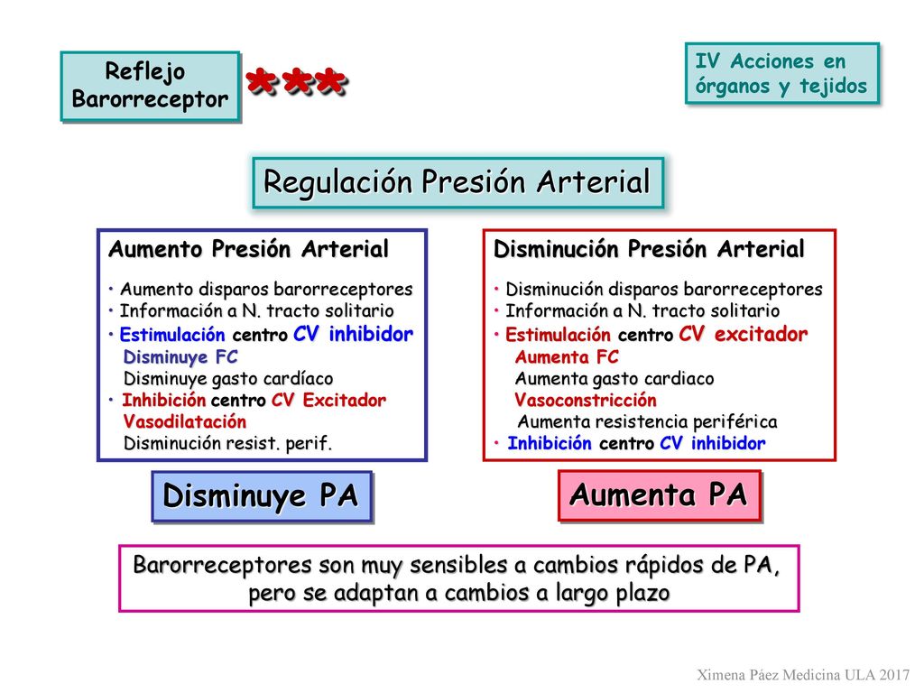 * ** Regulación Presión Arterial Disminuye PA Aumenta PA Reflejo