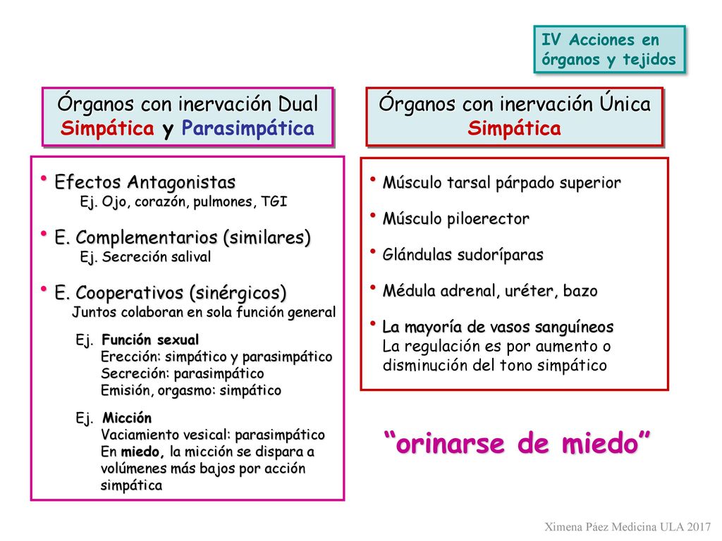 IV Acciones en órganos y tejidos. Órganos con inervación Dual Simpática y Parasimpática. Órganos con inervación Única Simpática.