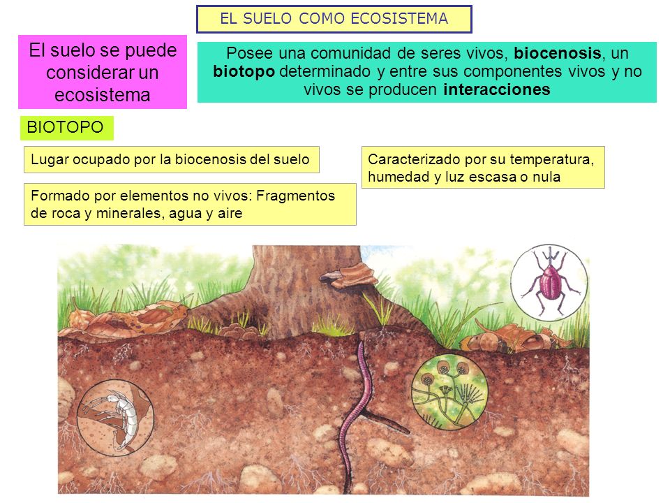 El suelo se puede considerar un ecosistema