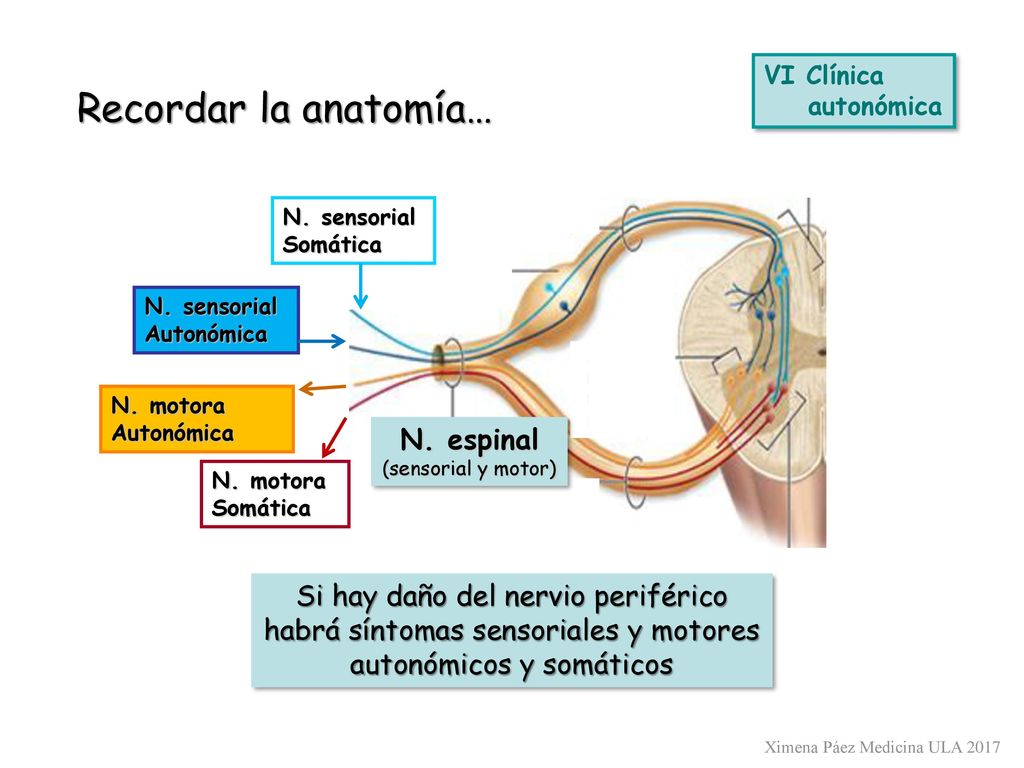 Recordar la anatomía… N. espinal Si hay daño del nervio periférico