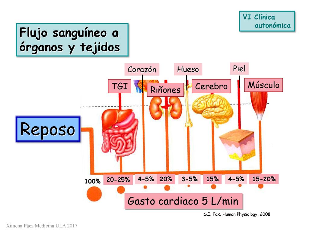 Reposo Flujo sanguíneo a órganos y tejidos Gasto cardiaco 5 L/min TGI