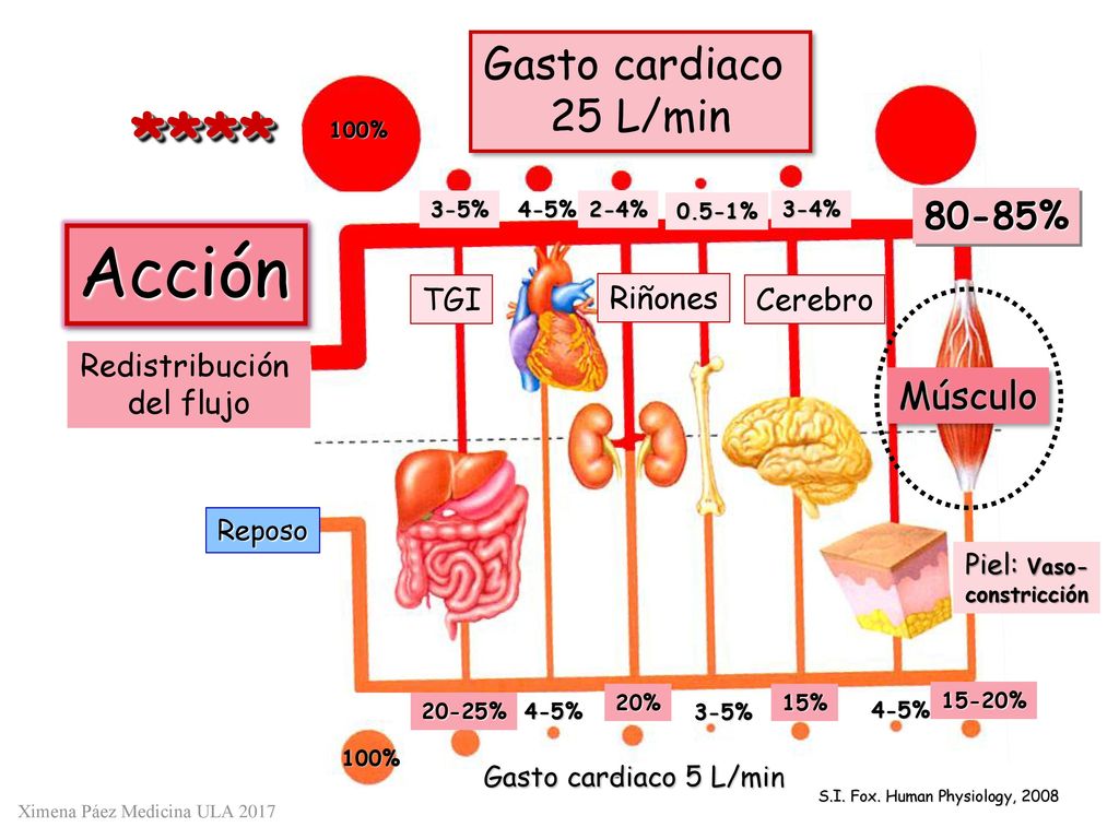 **** Acción Gasto cardiaco 25 L/min 80-85% Músculo TGI Riñones Cerebro