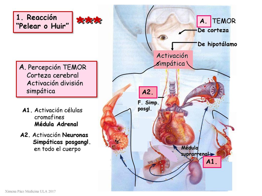 *** 1. Reacción Pelear o Huir A. Percepción TEMOR A. TEMOR