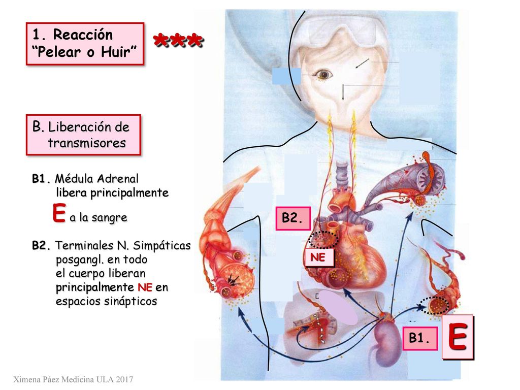 *** E E a la sangre 1. Reacción Pelear o Huir B. Liberación de