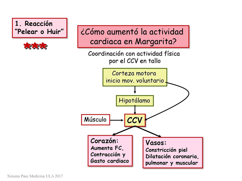 *** ¿Cómo aumentó la actividad cardiaca en Margarita CCV 1. Reacción