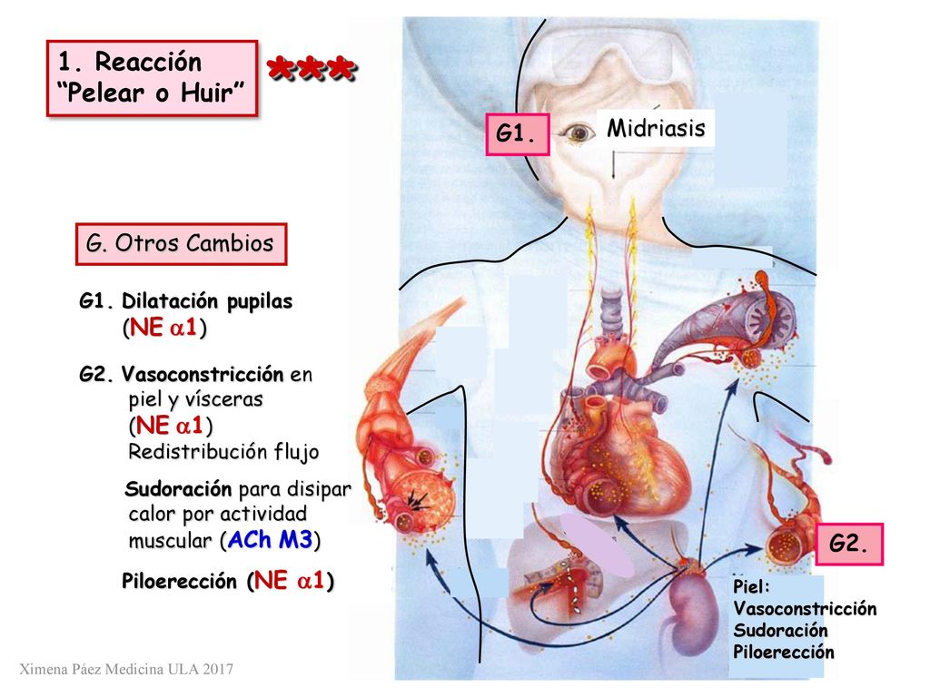 *** 1. Reacción Pelear o Huir Midriasis G1. G. Otros Cambios G2.