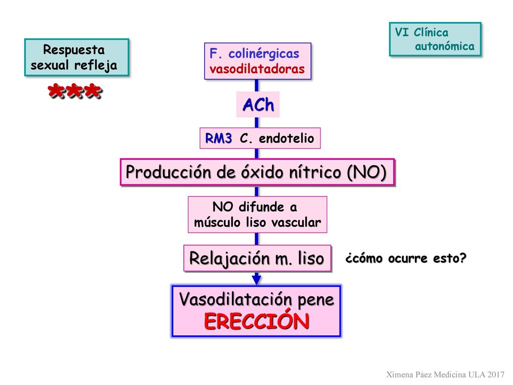 *** ERECCIÓN ACh Producción de óxido nítrico (NO) Relajación m. liso