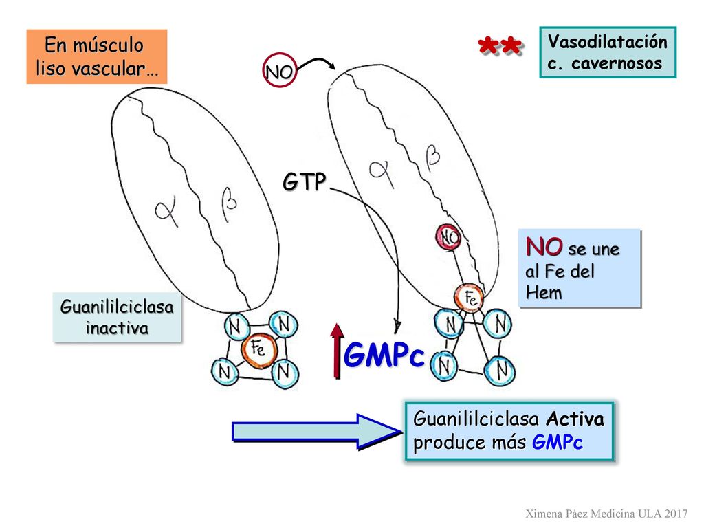 ** GMPc GTP NO se une al Fe del Hem En músculo liso vascular…