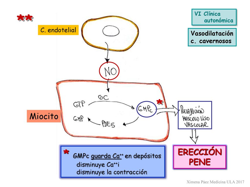 ** * * GMPc guarda Ca++ en depósitos Miocito ERECCIÓN PENE