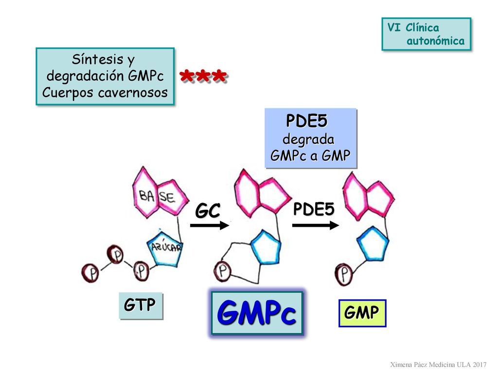 *** GMPc GC PDE5 PDE5 GTP GMP Síntesis y degradación GMPc