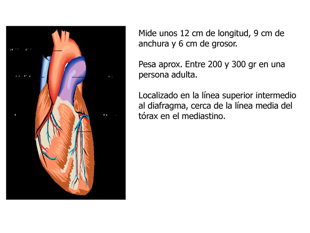 Mide unos 12 cm de longitud, 9 cm de anchura y 6 cm de grosor.