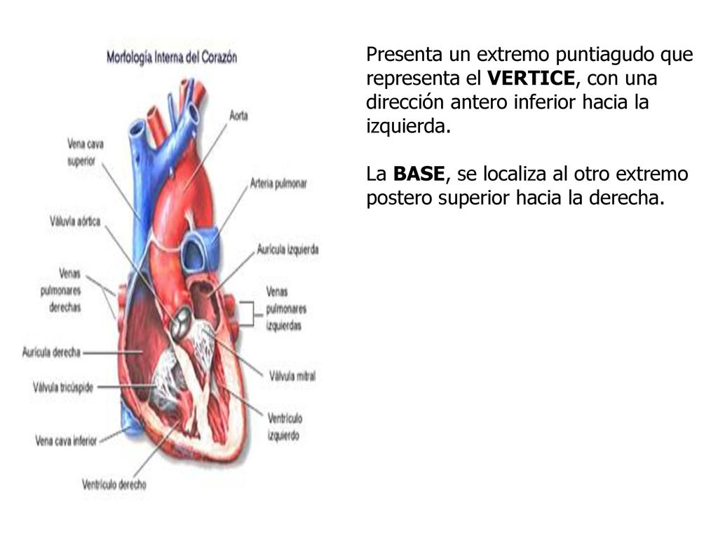 Presenta un extremo puntiagudo que representa el VERTICE, con una dirección antero inferior hacia la izquierda.
