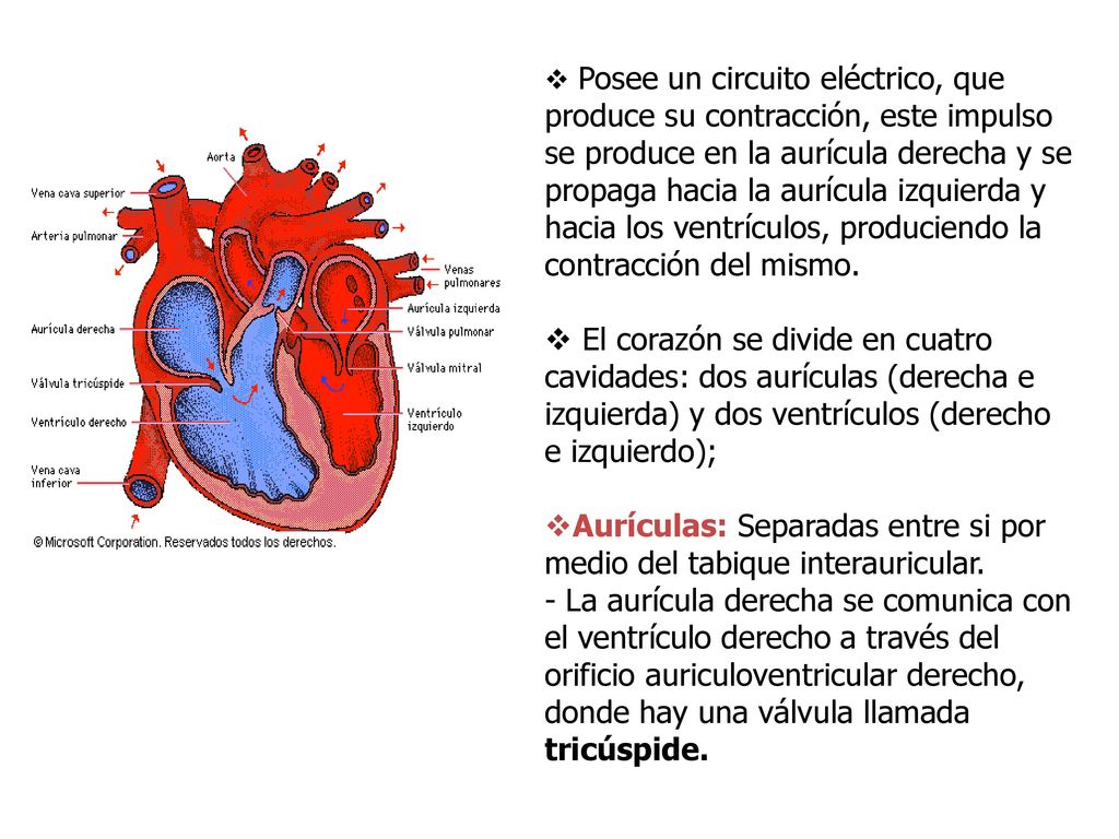 Aurículas: Separadas entre si por medio del tabique interauricular.