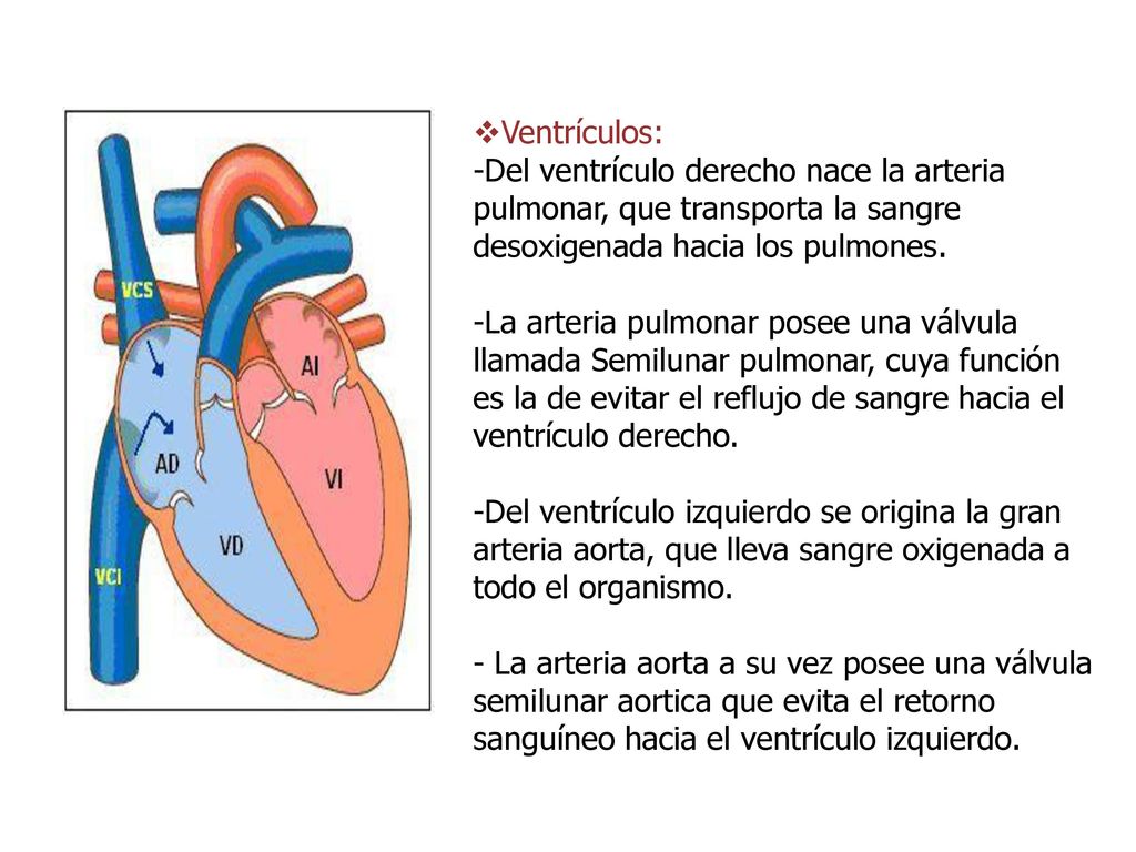 Ventrículos: Del ventrículo derecho nace la arteria pulmonar, que transporta la sangre desoxigenada hacia los pulmones.