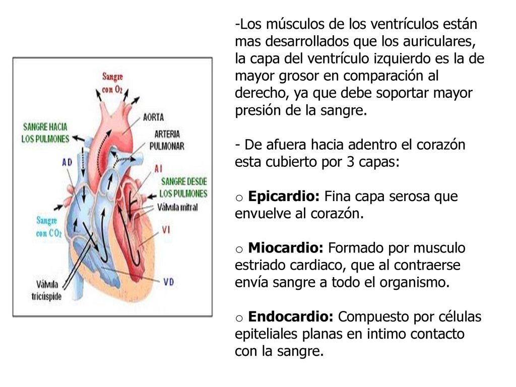 Los músculos de los ventrículos están mas desarrollados que los auriculares, la capa del ventrículo izquierdo es la de mayor grosor en comparación al derecho, ya que debe soportar mayor presión de la sangre.