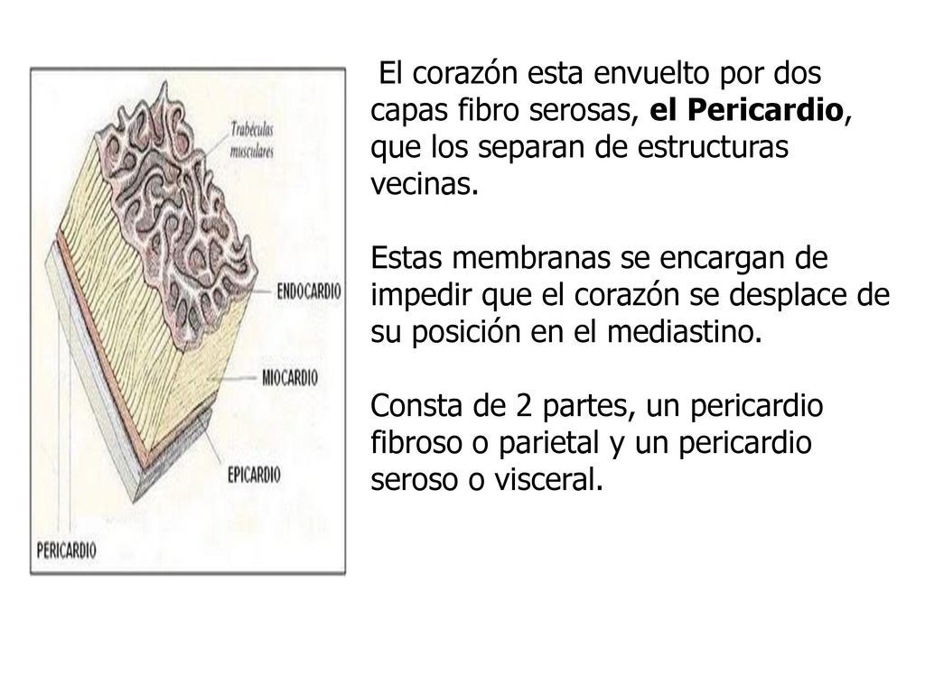 El corazón esta envuelto por dos capas fibro serosas, el Pericardio, que los separan de estructuras vecinas.