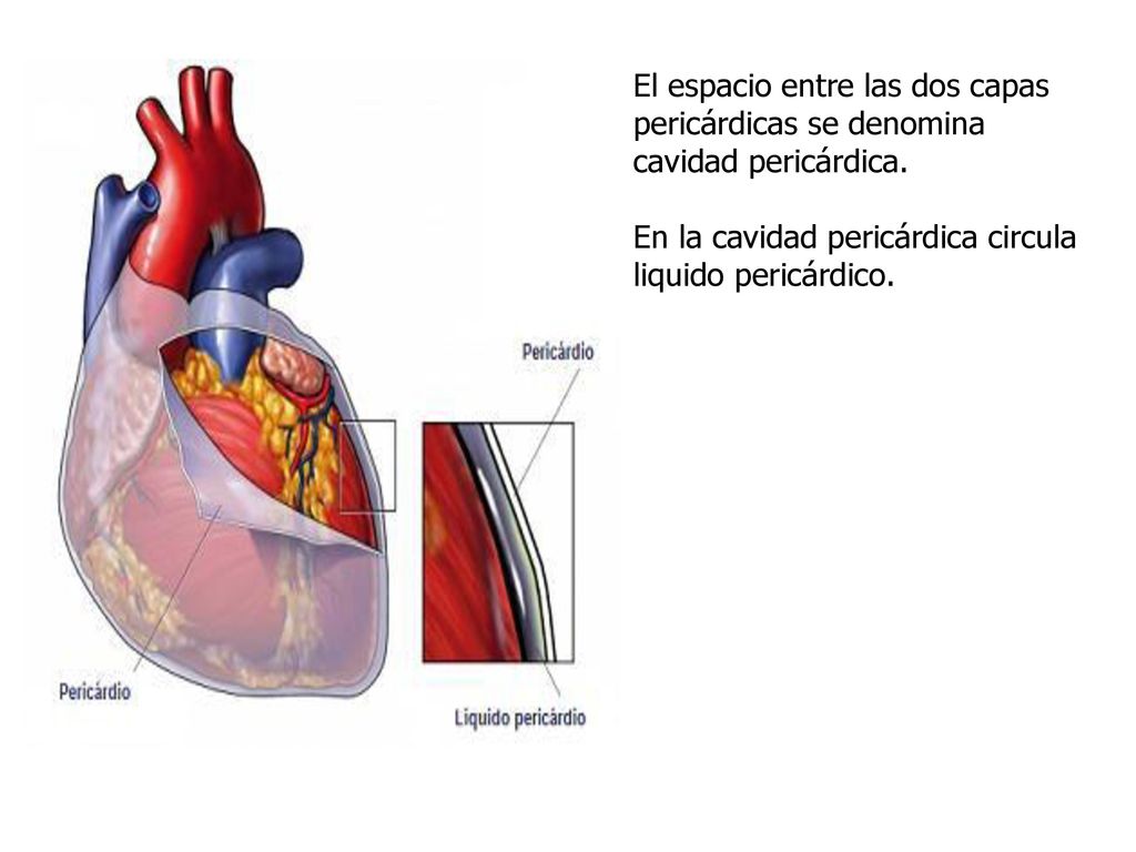 El espacio entre las dos capas pericárdicas se denomina cavidad pericárdica.