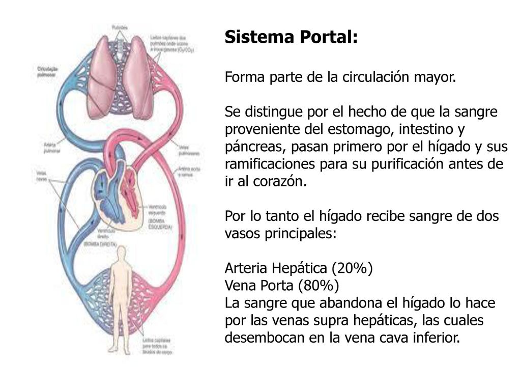 Sistema Portal: Forma parte de la circulación mayor.