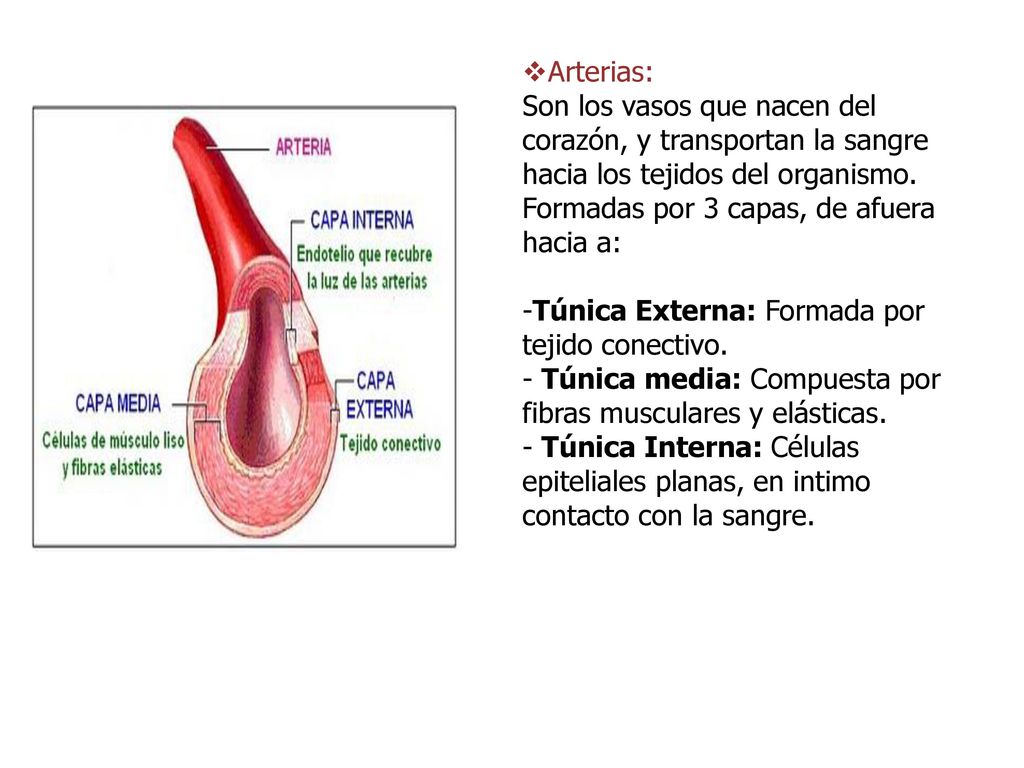 Arterias: Son los vasos que nacen del corazón, y transportan la sangre hacia los tejidos del organismo.