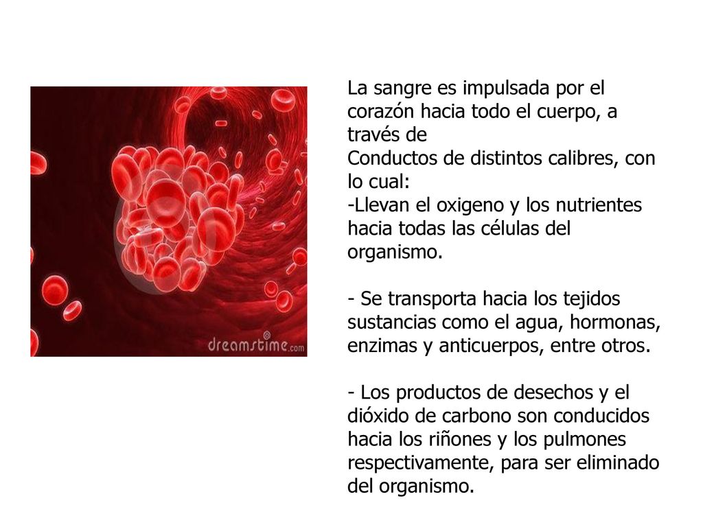 La sangre es impulsada por el corazón hacia todo el cuerpo, a través de