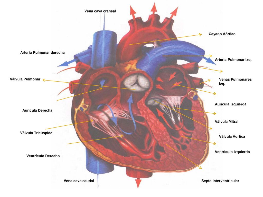 Vena cava craneal Cayado Aórtico. Arteria Pulmonar derecha. Arteria Pulmonar Izq. Válvula Pulmonar.