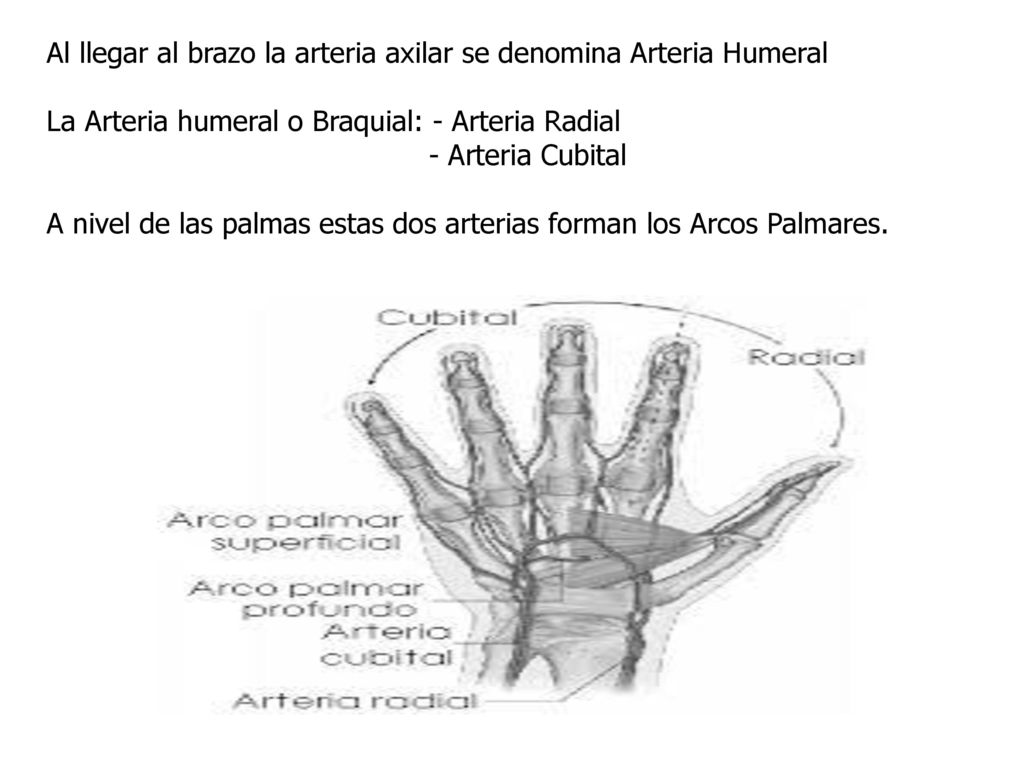 Al llegar al brazo la arteria axilar se denomina Arteria Humeral