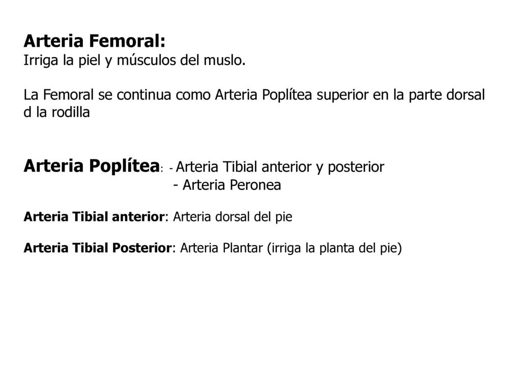 Arteria Poplítea: - Arteria Tibial anterior y posterior