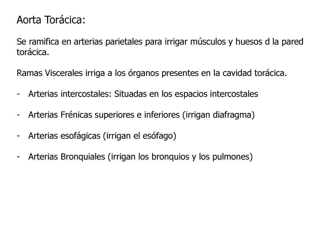 Aorta Torácica: Se ramifica en arterias parietales para irrigar músculos y huesos d la pared torácica.
