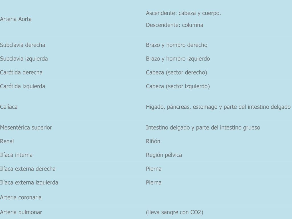 Arteria Aorta Ascendente: cabeza y cuerpo. Descendente: columna. Subclavia derecha. Brazo y hombro derecho.