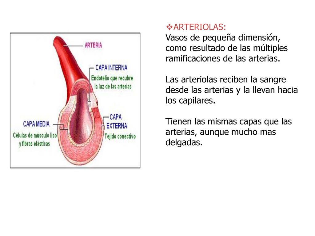 ARTERIOLAS: Vasos de pequeña dimensión, como resultado de las múltiples ramificaciones de las arterias.