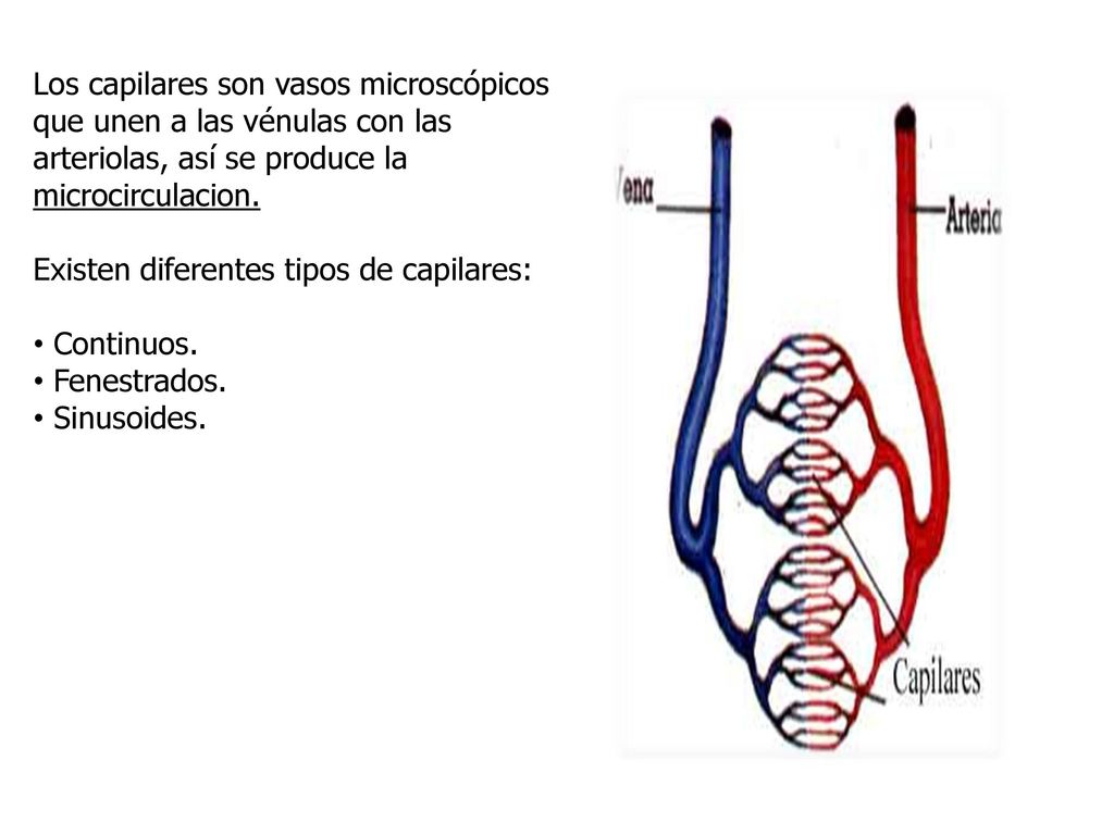 Los capilares son vasos microscópicos que unen a las vénulas con las arteriolas, así se produce la microcirculacion.