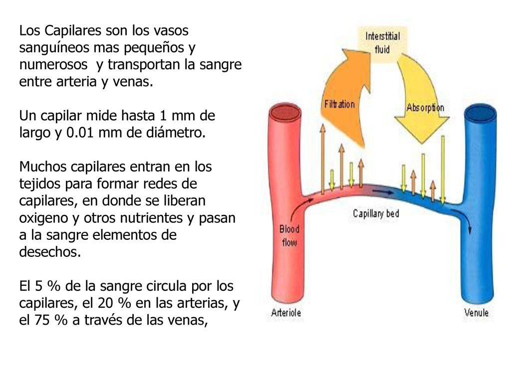 Los Capilares son los vasos sanguíneos mas pequeños y numerosos y transportan la sangre entre arteria y venas.