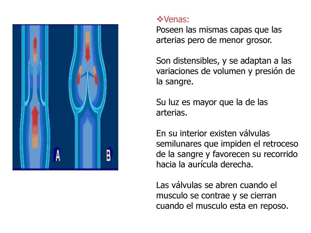 Venas: Poseen las mismas capas que las arterias pero de menor grosor.