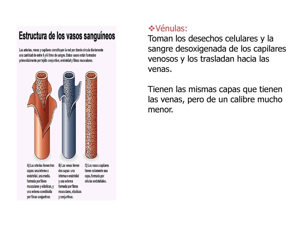 Vénulas: Toman los desechos celulares y la sangre desoxigenada de los capilares venosos y los trasladan hacia las venas.