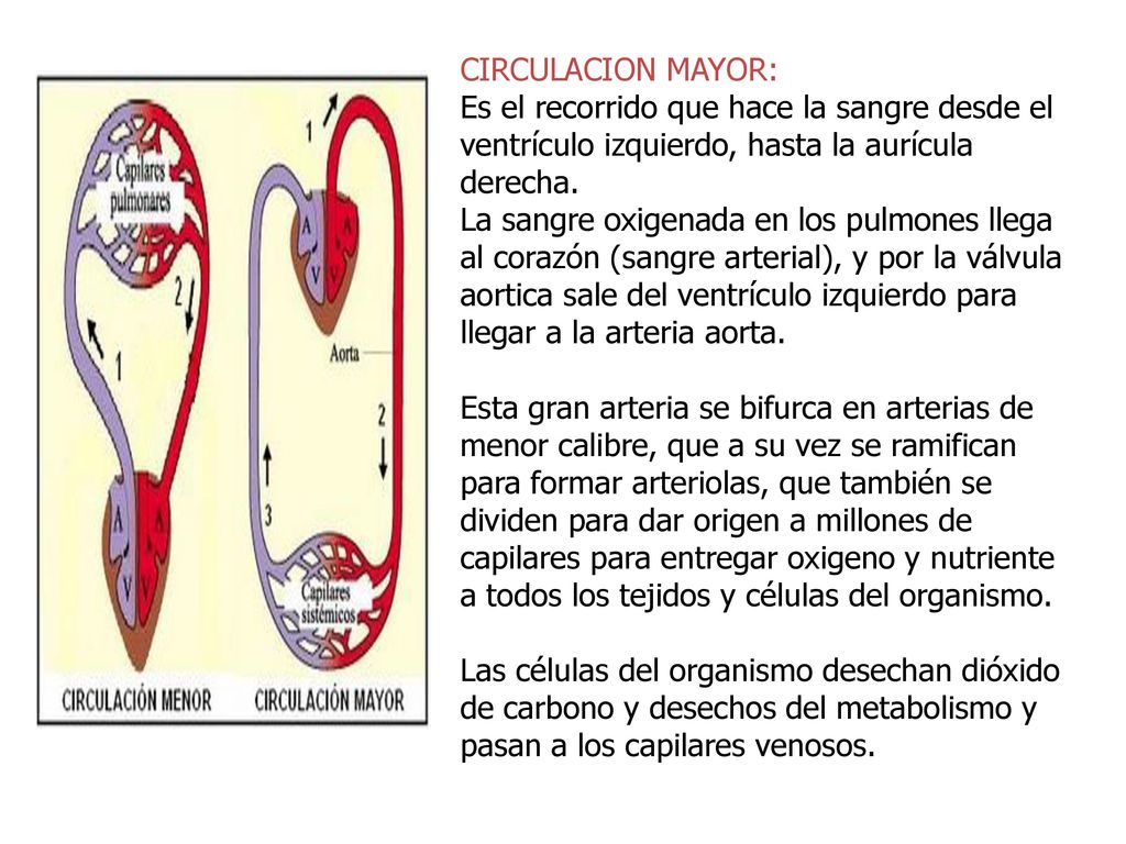 CIRCULACION MAYOR: Es el recorrido que hace la sangre desde el ventrículo izquierdo, hasta la aurícula derecha.