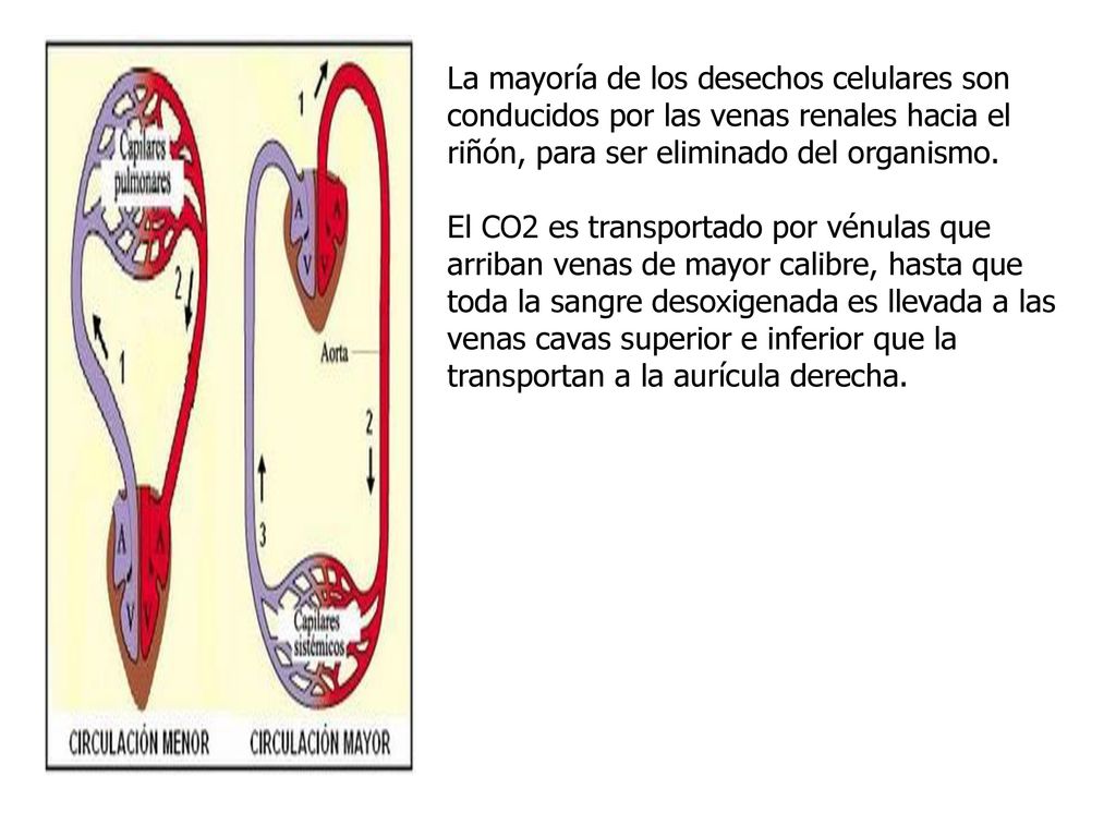 La mayoría de los desechos celulares son conducidos por las venas renales hacia el riñón, para ser eliminado del organismo.