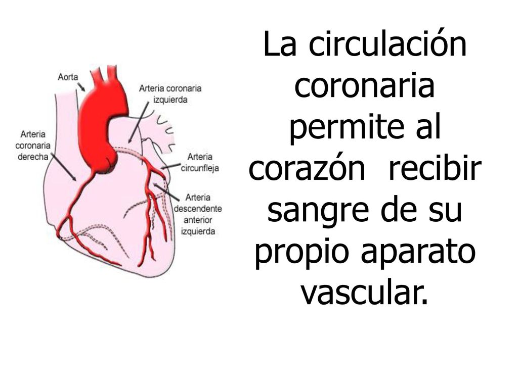La circulación coronaria permite al corazón recibir sangre de su propio aparato vascular.