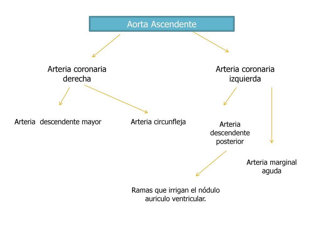 Aorta Ascendente Arteria coronaria derecha Arteria coronaria izquierda