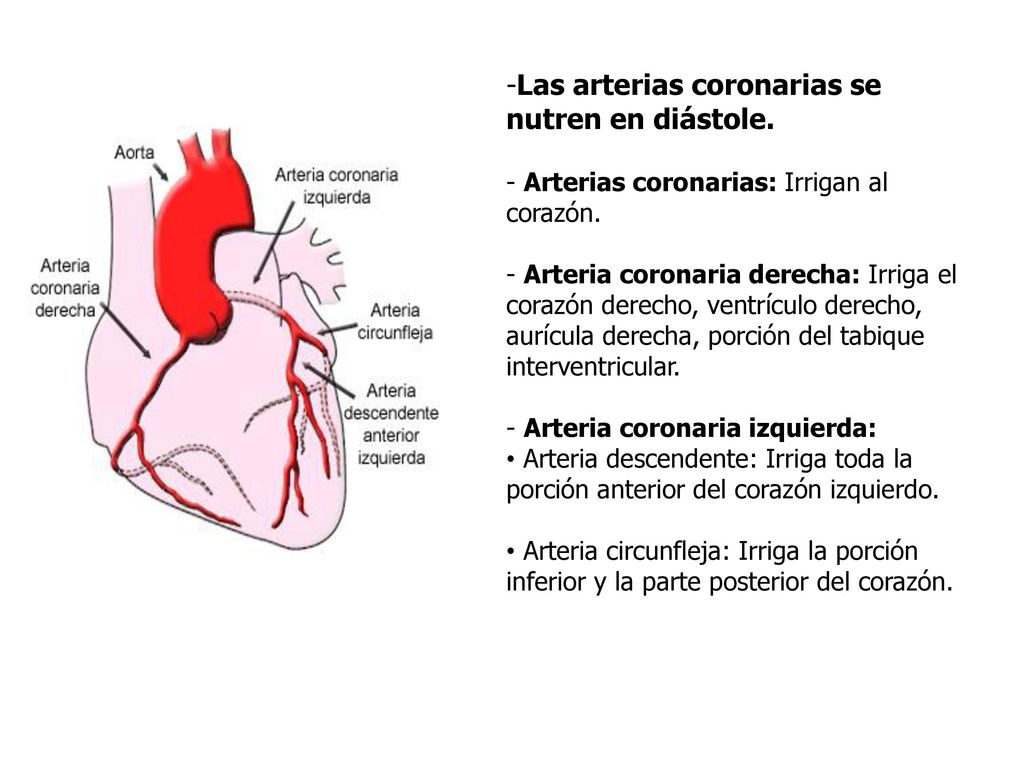 Las arterias coronarias se nutren en diástole.