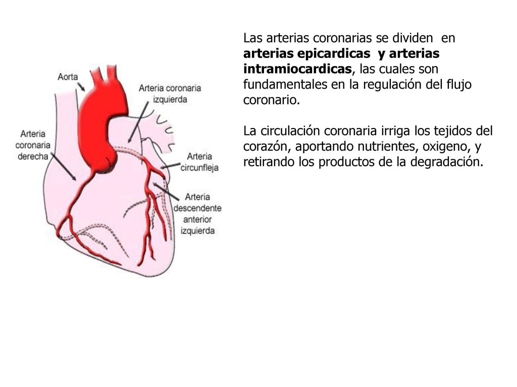 Las arterias coronarias se dividen en arterias epicardicas y arterias intramiocardicas, las cuales son fundamentales en la regulación del flujo coronario.