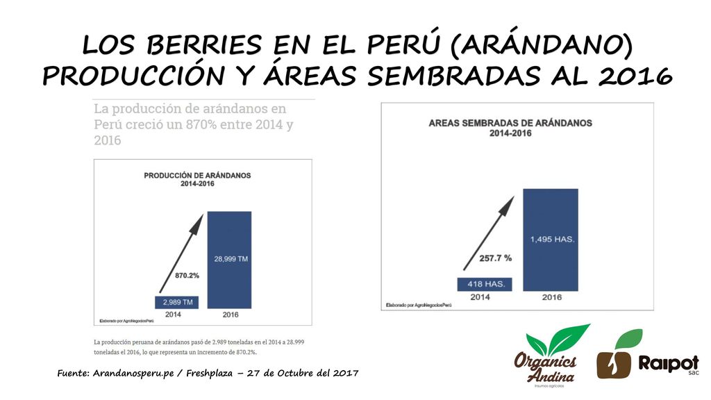 LOS BERRIES EN EL PERÚ (ARÁNDANO) PRODUCCIÓN Y ÁREAS SEMBRADAS AL 2016