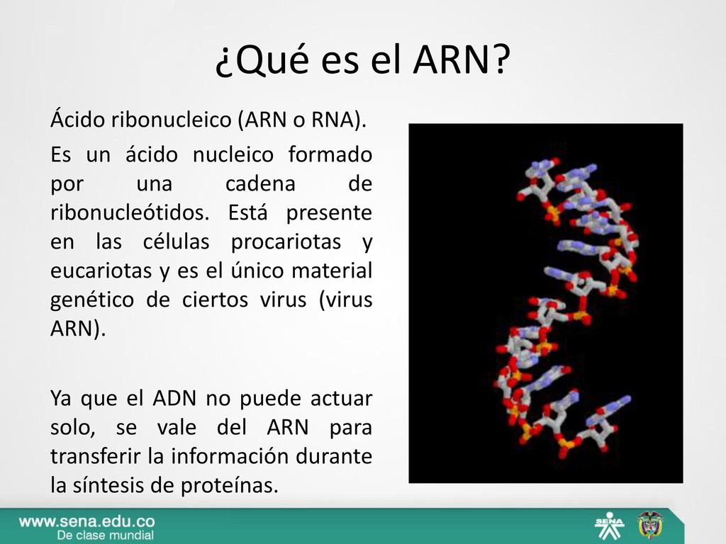 REPLICACIÓN, TRANSCRIPCIÓN Y TRADUCCIÓN GENÉTICA - Ppt Descargar