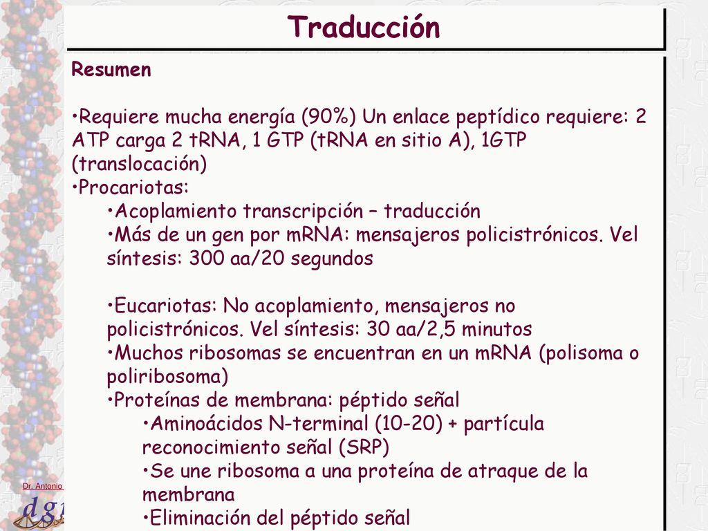 Traducción Resumen. Requiere mucha energía (90%) Un enlace peptídico requiere: 2 ATP carga 2 tRNA, 1 GTP (tRNA en sitio A), 1GTP (translocación)
