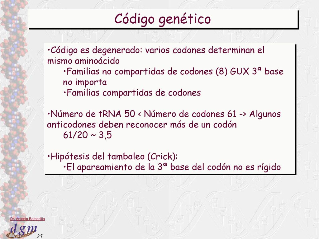 Código genético Código es degenerado: varios codones determinan el mismo aminoácido. Familias no compartidas de codones (8) GUX 3ª base no importa.