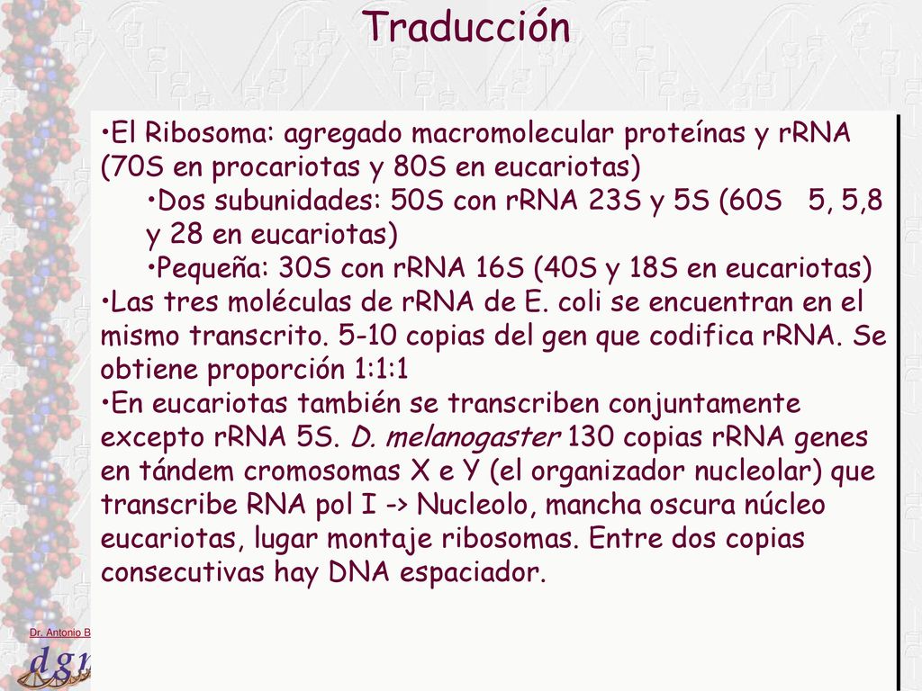 Traducción El Ribosoma: agregado macromolecular proteínas y rRNA (70S en procariotas y 80S en eucariotas)