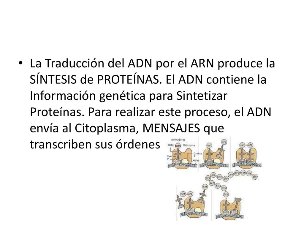 La Traducción del ADN por el ARN produce la SÍNTESIS de PROTEÍNAS