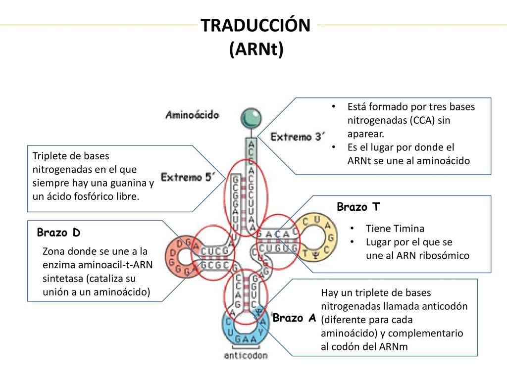 TRADUCCIÓN (ARNt) Triplete de bases nitrogenadas en el que siempre hay una guanina y un ácido fosfórico libre.