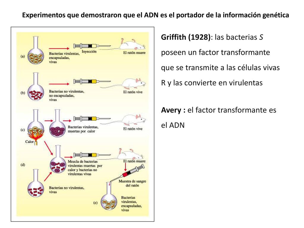 Avery : el factor transformante es el ADN